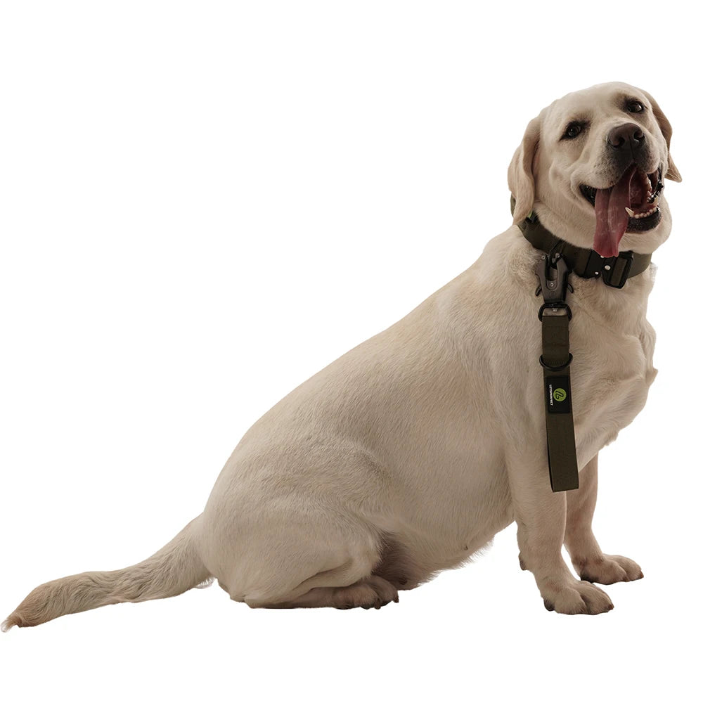 Short Traffic Dog Leash With Padded Handle And Reflective Nylon